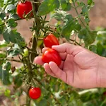 Il Vigneto Di Nonno Pietro 4*