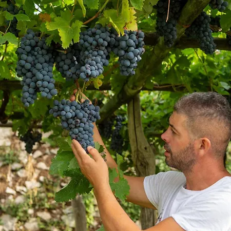 Il Vigneto Di Nonno Pietro Bed & Breakfast
